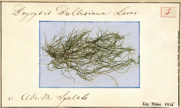 Bryopsis duplex T5.jpg